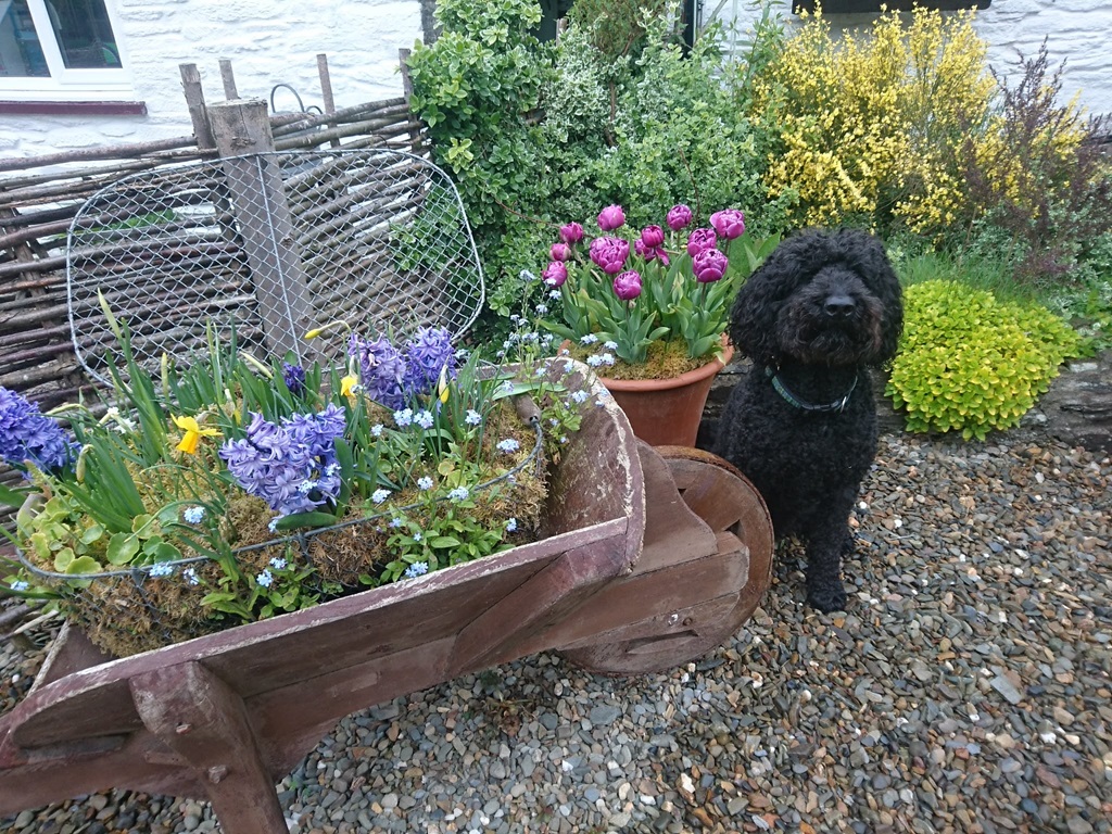 ECO & DOG FRIENDLY HOLIDAY COTTAGES 